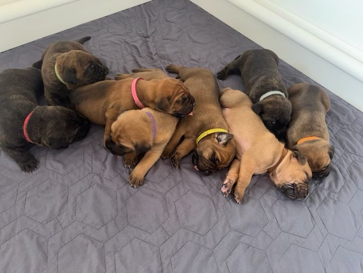 LaVittoria Cane Corso's