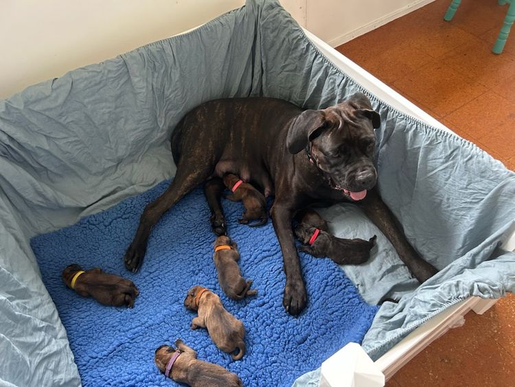 LaVittoria Cane Corso's