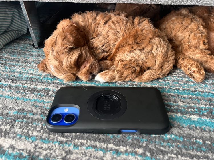 Maisie Moo Toy Cavoodles