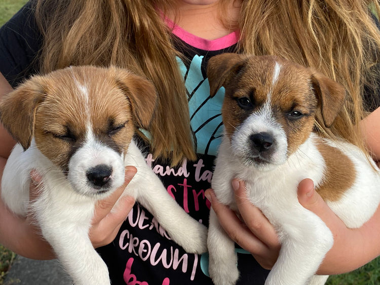 Ryansville Jack Russell Terriers