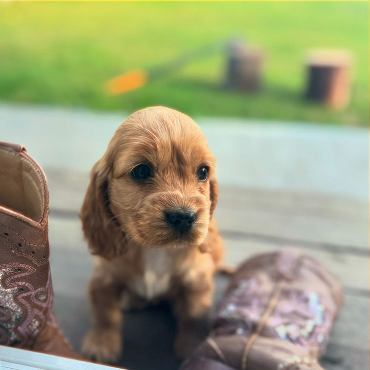 Ellejaypuppies Cocker Spaniels