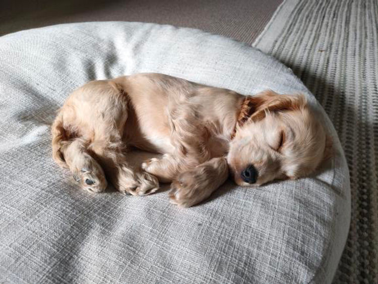 Ellejaypuppies Cocker Spaniels