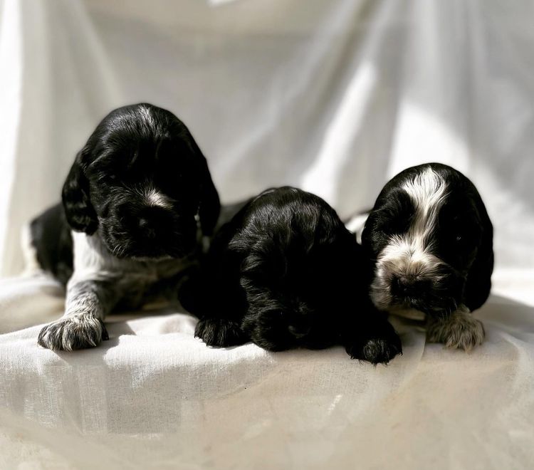 Ellejaypuppies Cocker Spaniels