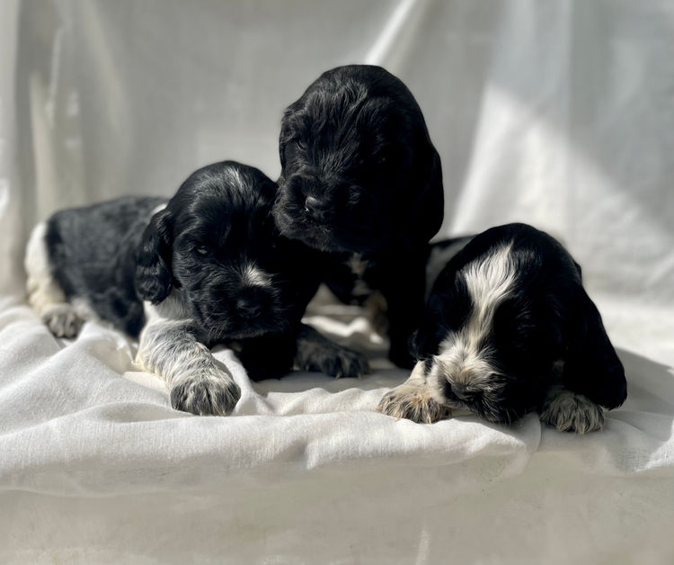 Ellejaypuppies Cocker Spaniels