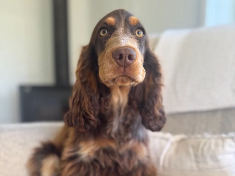 Ellejaypuppies Cocker Spaniels
