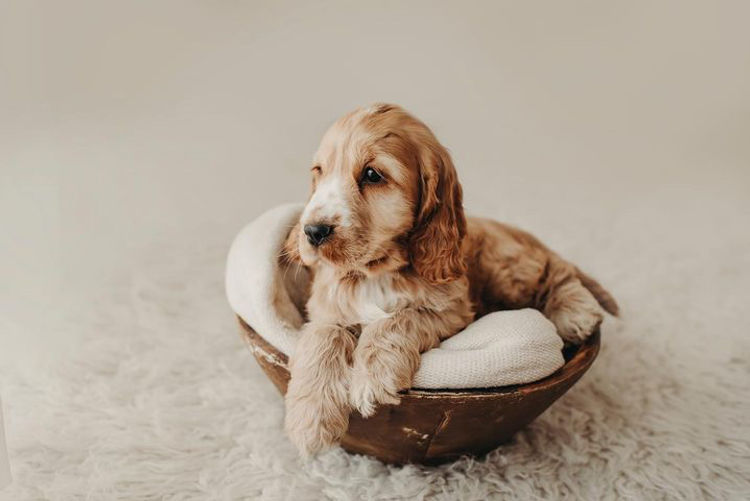 Ellejaypuppies Cocker Spaniels
