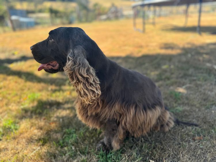 Ellejaypuppies Cocker Spaniels