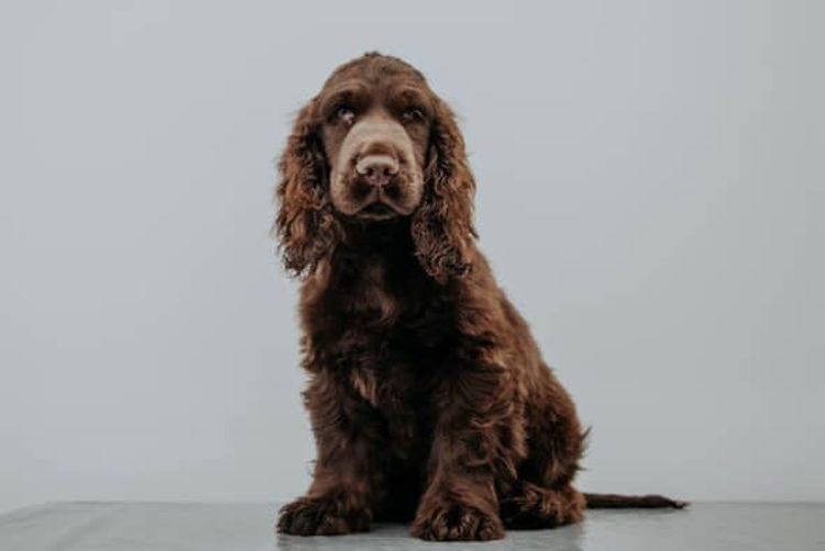 Ellejaypuppies Cocker Spaniels