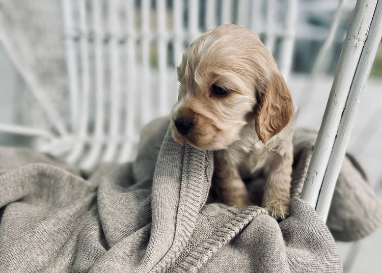 Ellejaypuppies Cocker Spaniels