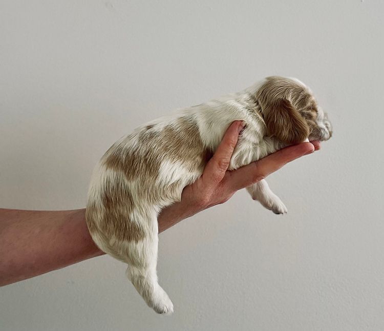 Ellejaypuppies Cocker Spaniels