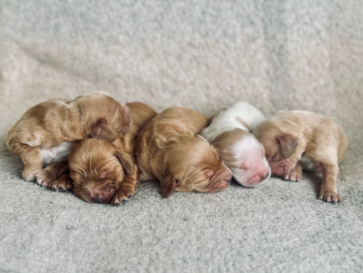 Ellejaypuppies Cocker Spaniels