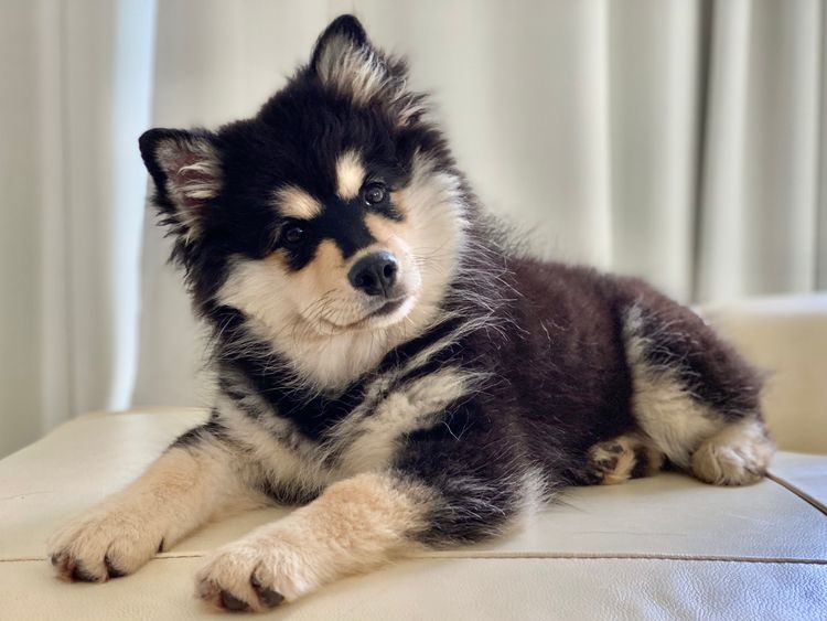 Hueze Finnish Lapphunds