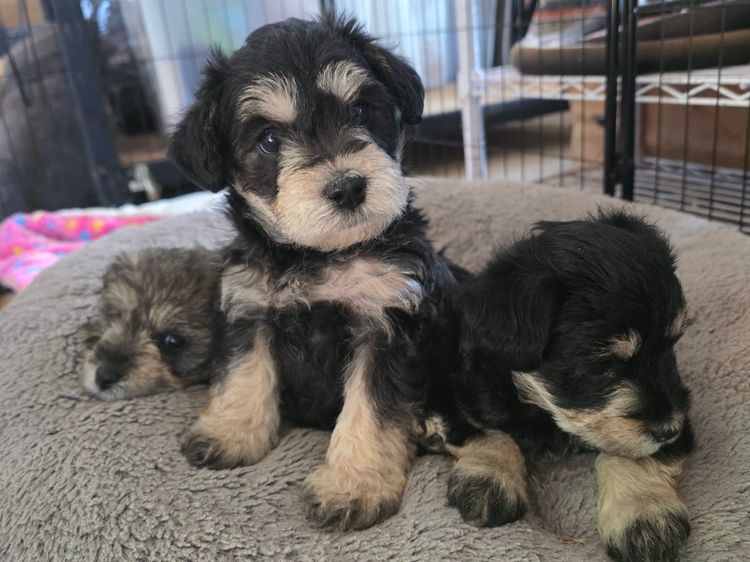 Cool Schnoodles 🐶💖