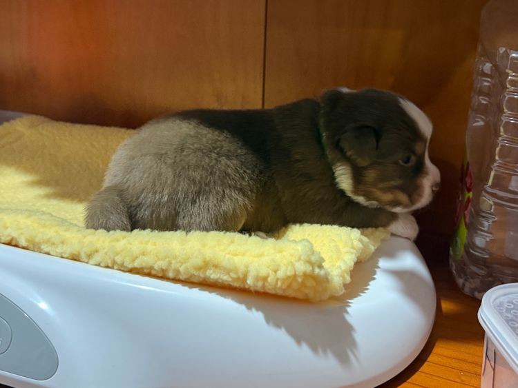 Graceful Tail Aussies