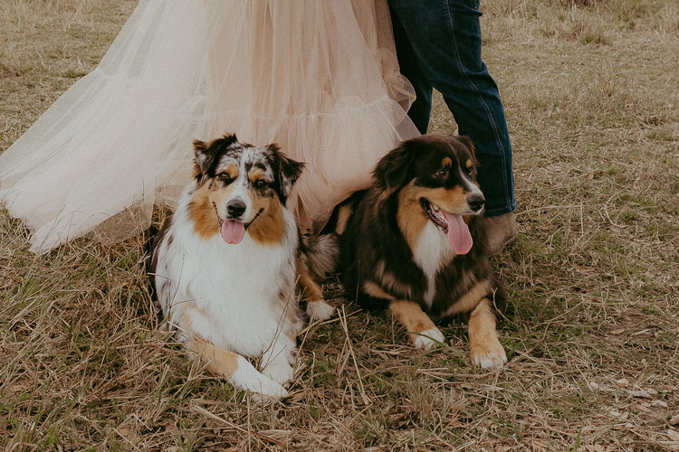 Graceful Tail Aussies