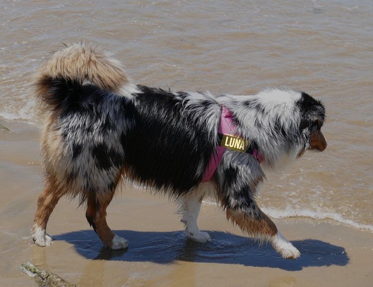 Graceful Tail Aussies