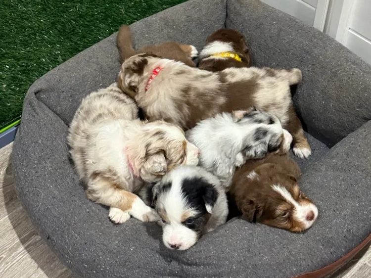 Graceful Tail Aussies