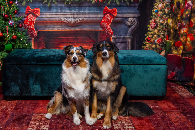Graceful Tail Aussies