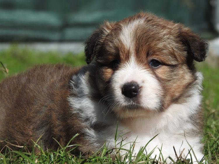 Louanneley Border Collies