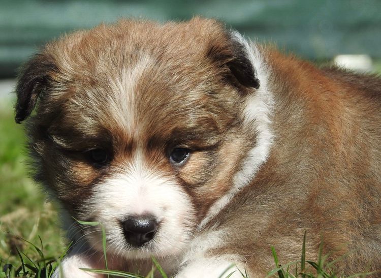 Louanneley Border Collies