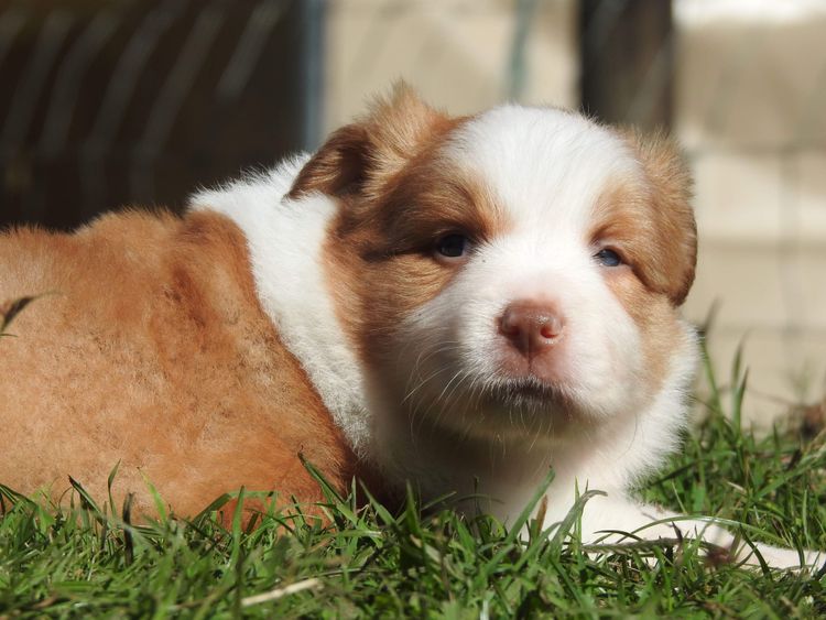Louanneley Border Collies