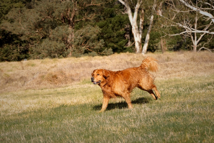 Wattlecreek Kennels