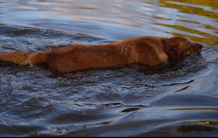 Wattlecreek Kennels