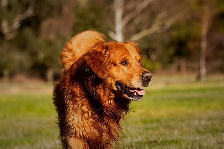 Wattlecreek Kennels