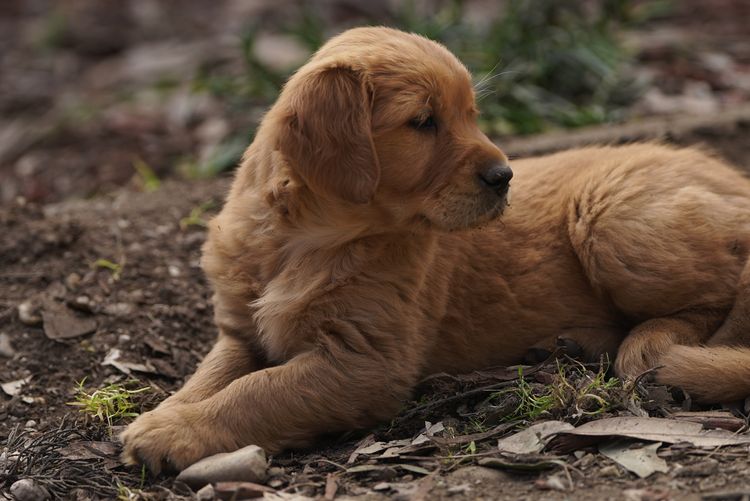 Wattlecreek Kennels