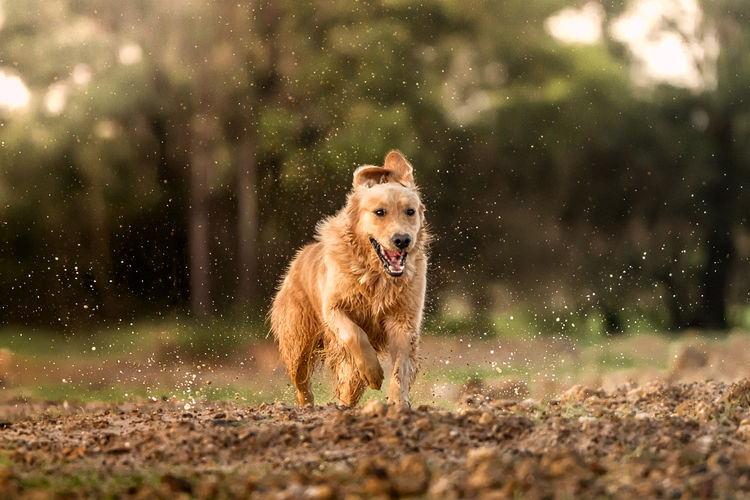 Wattlecreek Kennels