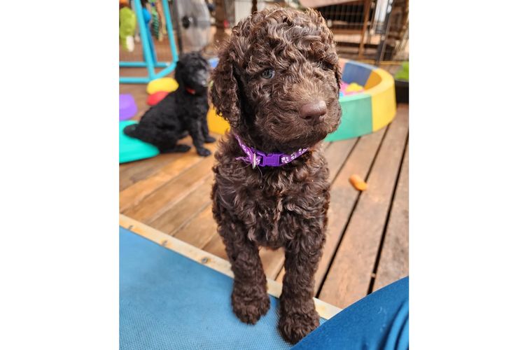 MealaLabradoodle and oodles