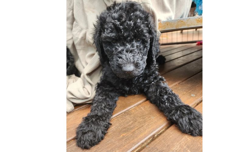 MealaLabradoodle and oodles
