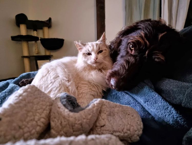 MealaLabradoodle and oodles