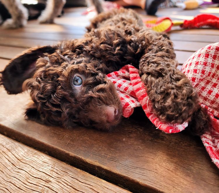 MealaLabradoodle and oodles