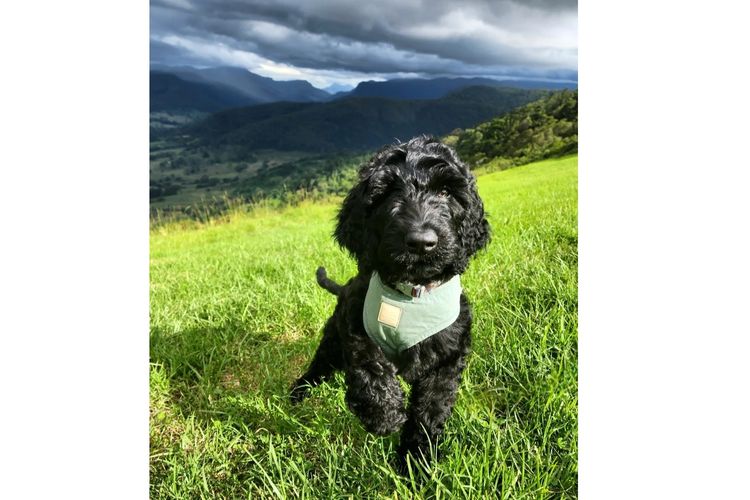 MealaLabradoodle and oodles