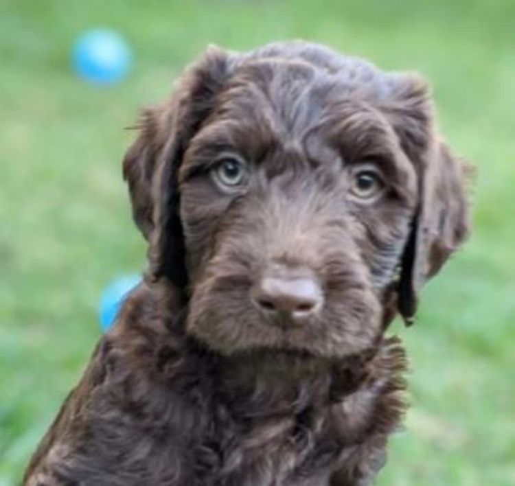 MealaLabradoodle and oodles