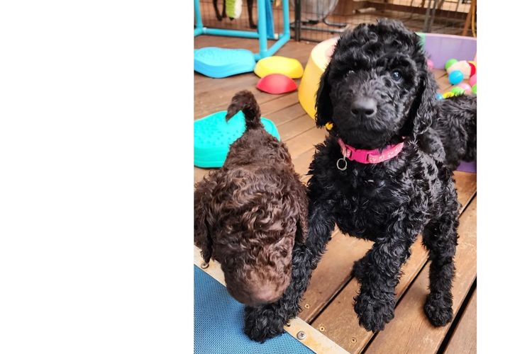 MealaLabradoodle and oodles
