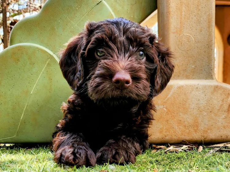 MealaLabradoodle and oodles
