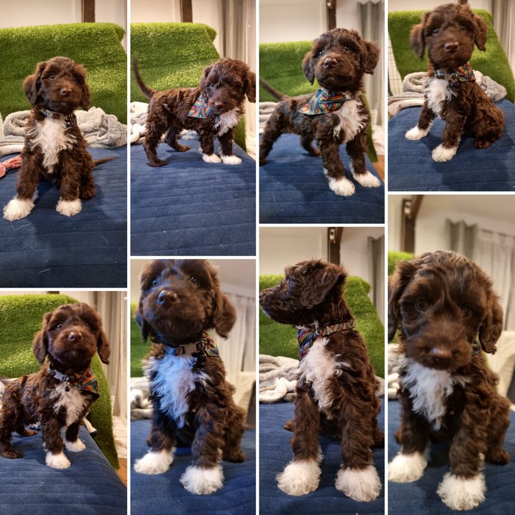 MealaLabradoodle and oodles