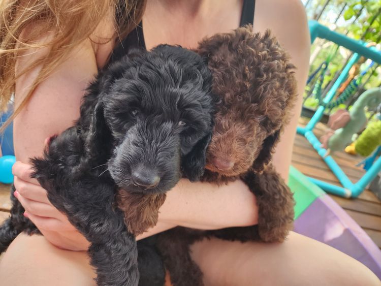 MealaLabradoodle and oodles