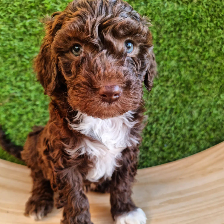 MealaLabradoodle and oodles