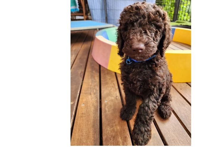 MealaLabradoodle and oodles