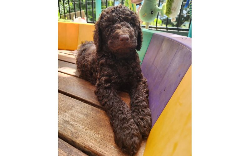 MealaLabradoodle and oodles