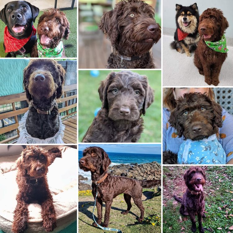 MealaLabradoodle and oodles