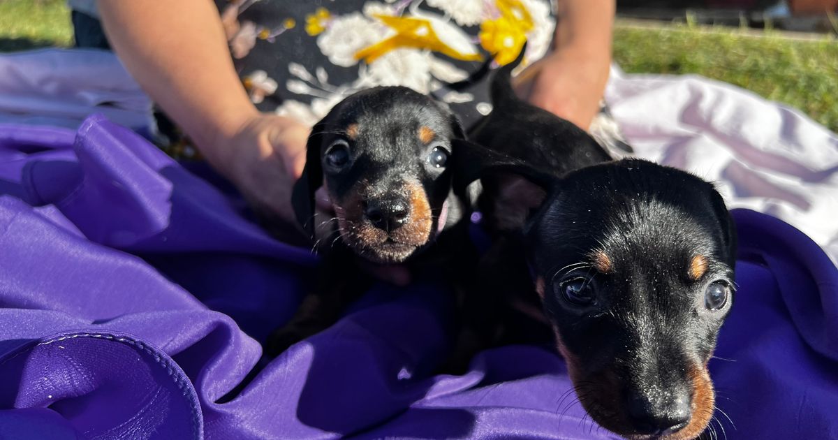 Choccy Sausage’s, responsible breeder in Queensland RightPaw