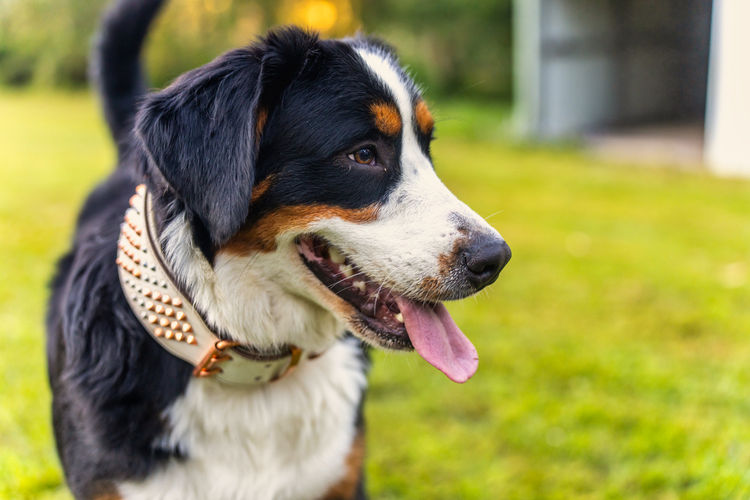 Brisbane Bernedoodles & Groodles Australia