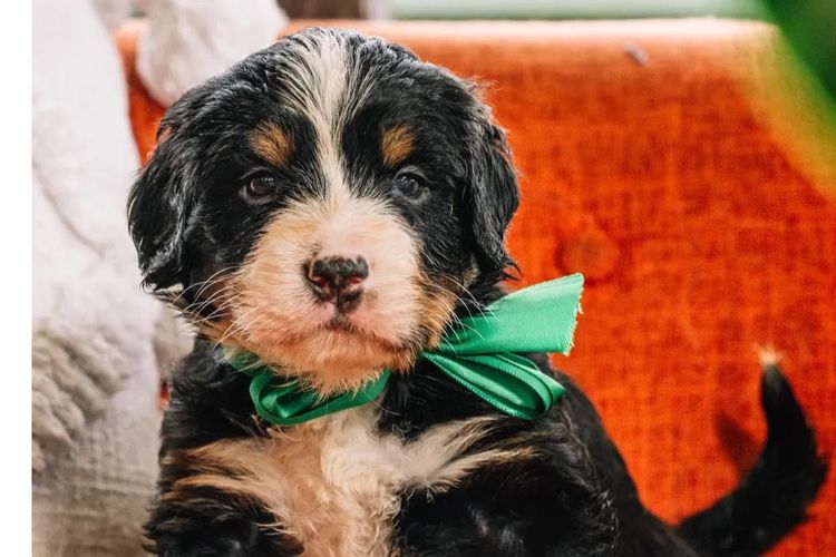 Brisbane Bernedoodles & Groodles Australia