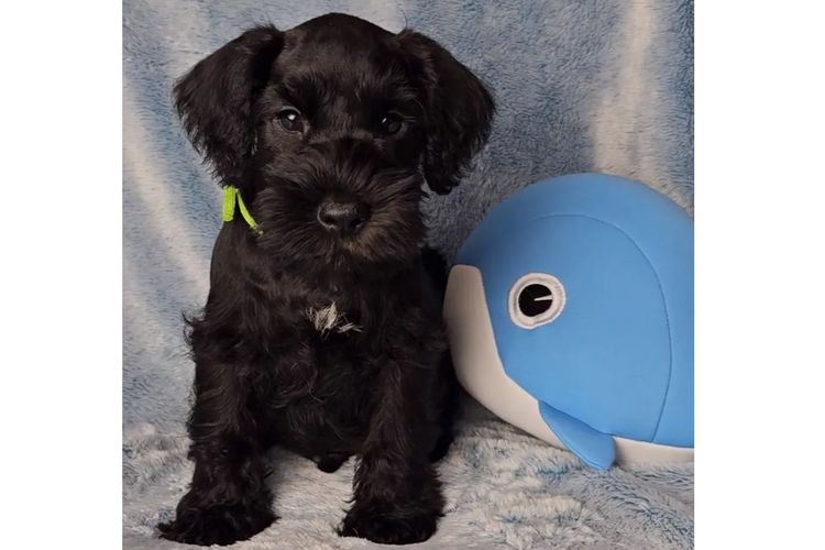 Daizoe Boutique Schnauzers