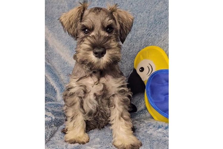 Daizoe Boutique Schnauzers