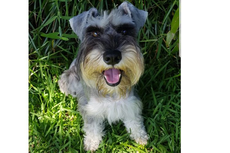 Daizoe Boutique Schnauzers